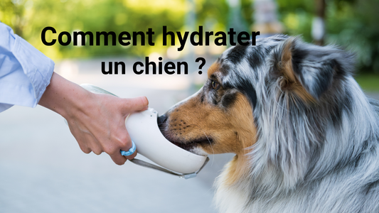 Guide complet : comment hydrater un chien