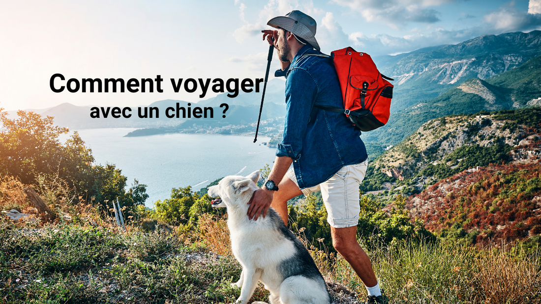 Guide complet : Comment voyager avec un chien ?